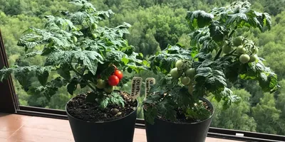 Семена томатов (помидор) для балкона - купить семена с доставкой по РФ