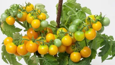 Балконные помидоры | Пикабу