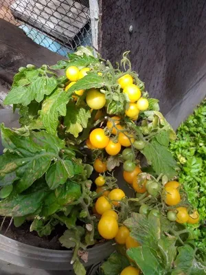 Как вырастить помидоры и огурцы на балконе