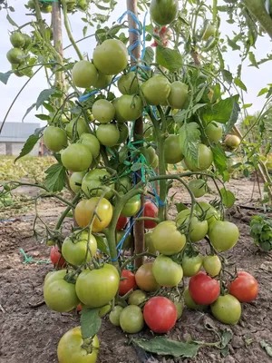 Комнатные помидоры семена: 10 грн. - Комнатные растения Николаев на Olx
