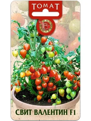 Сорта томатов для балкона и подоконника | Выращивание балконных помидоров