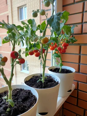 Урожай на балконе | Пикабу