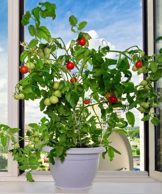 Как вырастить ампельные помидоры на балконе — Дом