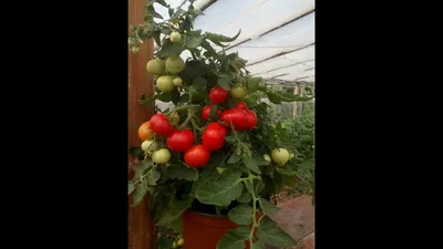 Комнатные томаты: правильно подобранные сорта, посев и уход