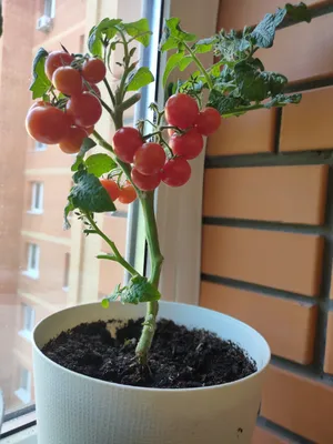 Томаты на балконе. Результат выращивания томата сорта Красная Шапочка на  подоконнике. - YouTube