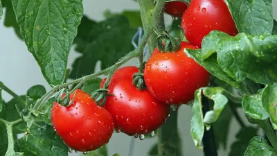 У Прасковьи Семена томатов Семена балконные помидор черри