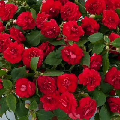 Бальзамин Уоллера \"Musica Elegant Red\" купить в питомнике растений с  доставкой по Нижнему Новгороду и Нижегородской области, рассада,  выращивание, посадка и уход