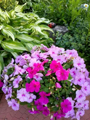 Цветы в моём саду. #бальзамин #цветы #красиво #сад #дача | Цветы, Сад,  Огород