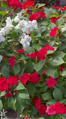 Садовый бальзамин – как избежать проблем при его выращивании | Уютный дом в  цветущем саду | Дзен