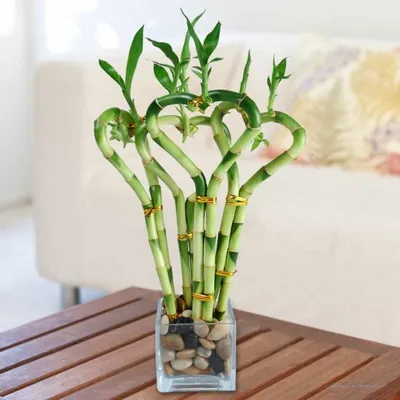 Декоративный бамбук | floravdome.ru | Lucky bamboo plants, Bamboo plants,  Indoor flowering plants