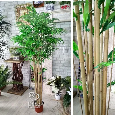 Это растение принесет в дом удачу и достаток. Давайте посадим бамбук  счастья | Дачный дневник пенсионерки | Дзен
