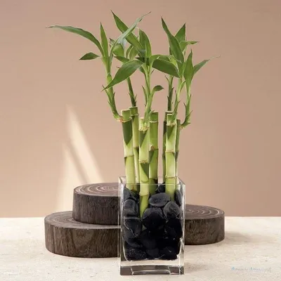 Декоративный бамбук | floravdome.ru | Bambu da sorte, Como plantar bambu,  Plantas