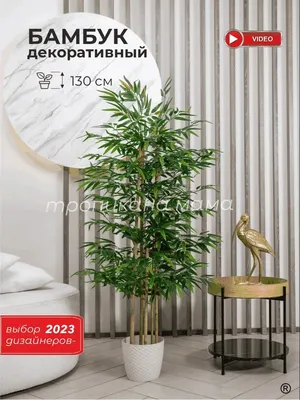 НОВИНКА!) Декоративный бамбук!: 81 600 сум - Комнатные растения Ташкент на  Olx