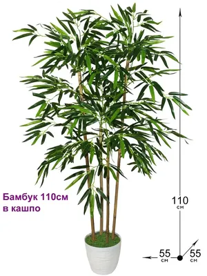 Декоративный бамбук | floravdome.ru | Plantas internas, Planta dracena,  Bambu da sorte