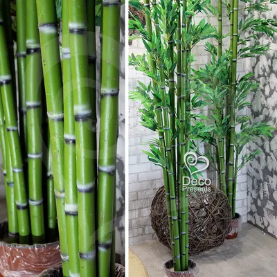 Декоративный бамбук высотой 2,3 метра