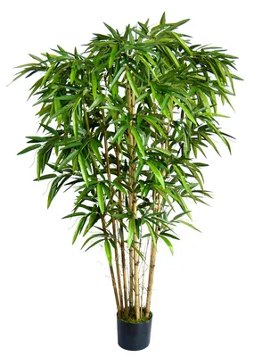 Купить Декоративная зелень для дома, ветка БАМБУК 38 см, искусственное  растение для декора интерьера / 1 куст по выгодной цене в интернет-магазине  OZON.ru (511307950)