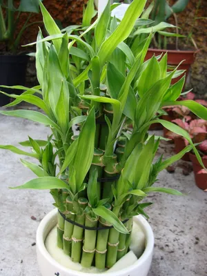 Комнатные и садовые растения Алматы on Instagram: \"✓В наличии бамбук  счастья. ‼️Бамбук по фен-шуй символ счастья и удачи. Комнатный бамбук  неприхотлив, но требует соблюдения довольно простых правил ухода за ним.  Прежде всего,