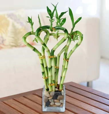 Что называют «бамбуком счастья» и как его вырастить дома? | Растения |  ШколаЖизни.ру