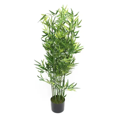 Бамбук счастья - Комнатные растения - Лепесток - Любительское цветоводство