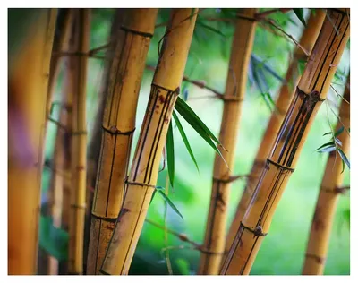 Бамбуковые палочки. Декоративный бамбук. Бамбук для декора.  (ID#1675186630), цена: 120 ₴, купить на Prom.ua