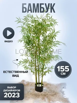 Декоративный бамбук | floravdome.ru | Бамбук, Вечнозеленое растение,  Комнатные цветы
