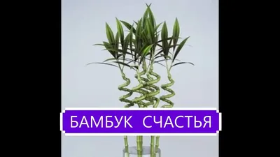 Купить Искусственное растение декоративное дерево бамбук, комнатный,  высокий по выгодной цене в интернет-магазине OZON.ru (1015950243)