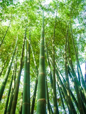 Бамбук фото высокого разрешения фотографии
