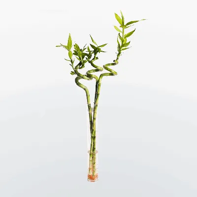 Комнатный бамбук — растение удачи | Lucky bamboo plants, Bamboo plants,  Indoor flowering plants