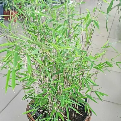 комнатный бамбук | Растения, Бамбук, Подарки на новоселье