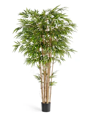 Комнатный бамбук – растение счастья: Персональные записи в журнале Ярмарки  Мастеров