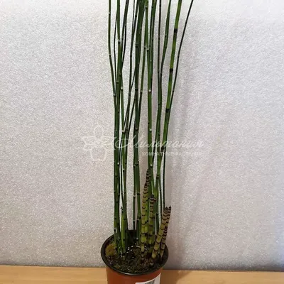Купить Растение Бамбук 156214 двулетнее 70 см в Алматы – Магазин на Kaspi.kz