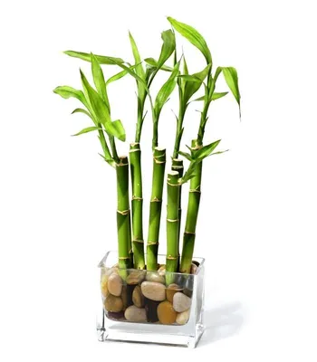 Интерьер дома и дачи :: Искусственные цветы и растения :: Декоративное  искусственное растение \"Бамбук в кашпо\"