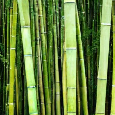 Бамбук искусственный купить
