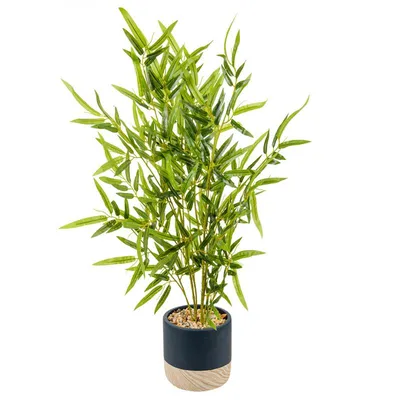 Бамбук: быстрорастущее и универсальное растение» — создано в Шедевруме