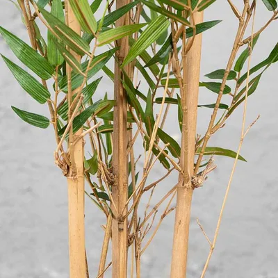 Бамбук. Неприхотливые растения для офиса и дома. Купить в Киеве