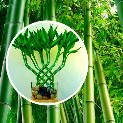 Искусственное растение Japanese Oriental Bamboo 120 cm, Treez Collection |  Home Concept