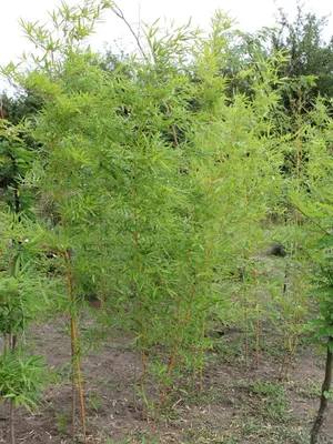 Бамбук садовый широколистный (72 фото) - фото - картинки и рисунки: скачать  бесплатно