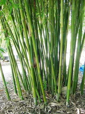 Бамбуковые — Википедия