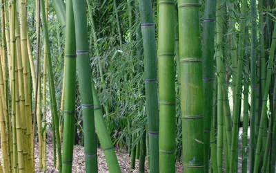 Бамбуковые решетки для подъема растений, 6 шт., садовые решетки для цветов,  бамбуковые решетки для выращивания растений в горшке, решетки с  закрученными завязками, мини | AliExpress