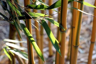 Садовый бамбук для подвязки растений | Бамбуковый рай