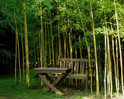 Садовые Бамбуковые Растения — стоковые фотографии и другие картинки Бамбук  - Бамбук, Бамбуковый материал, Без людей - iStock