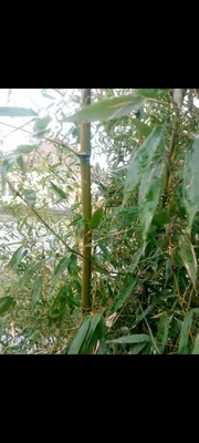 Купить Бамбуковые держатели или опоры для растений 240см - Питомник  растений Садовая Империя