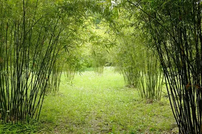 Dracaena overig sanderiana Lucky Bamboo Драцена сандериана купить в садовом  центре, купить в Харькове
