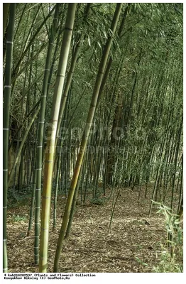 Бамбук декоративный садовый (77 фото) - фото - картинки и рисунки: скачать  бесплатно