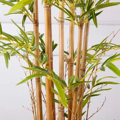 Таиландский садовый бамбуковый бамбук-вода испанская мохна Стоковое  Изображение - изображение насчитывающей сад, вода: 157436043