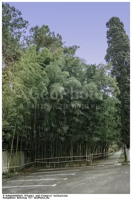 Бамбуковые листья (50 фото) - 50 фото