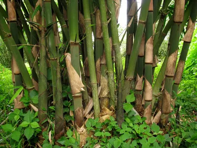 Бамбук садовый, декоративное растение: 100 грн. - Сад / город Одеса на Olx