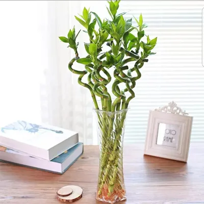 Бамбук цветок фото фото