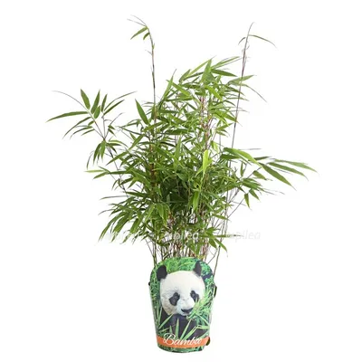 Лаки бамбук”ПИРАМИДА”(3кол)раст.в горшке