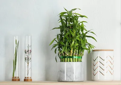 Искусственное растение в горшке Бамбук - аренда мебели для мероприятий от  Rentmebel